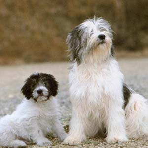 �|���b�V�����[�����h�V�[�v�h�b�O