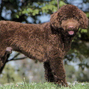 �|�[�`���M�[�X�E�H�[�^�[�h�b�O