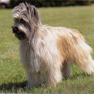 �s���j�A���V�[�v�h�b�O