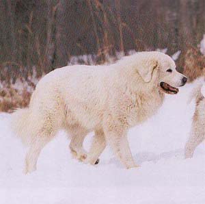 �O���[�g�s���j�[�Y