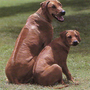 ���[�f�V�A�����b�W�o�b�N