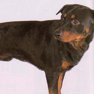 ���b�g���C���[