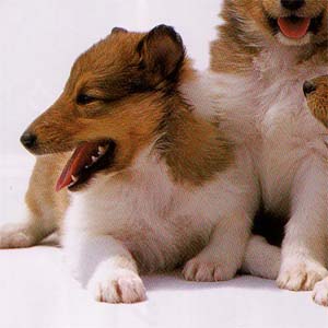 ���t�R���[