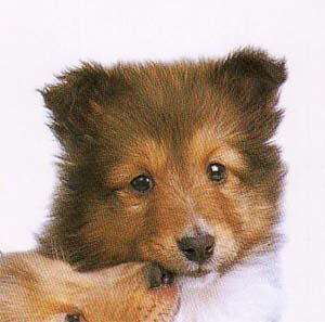 �V�F�b�g�����h�V�[�v�h�b�O