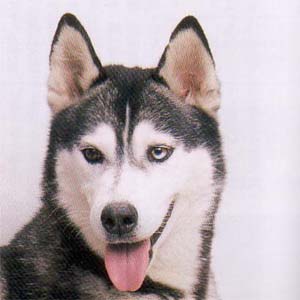 �V�x���A���n�X�L�[