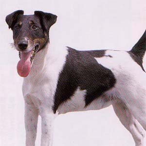 �X���[�X�t�H�b�N�X�e���A