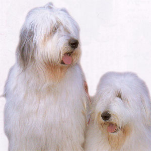 �T�E�X���V�A���V�[�v�h�b�O