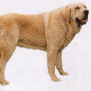 �X�p�j�b�V���}�X�e�B�t