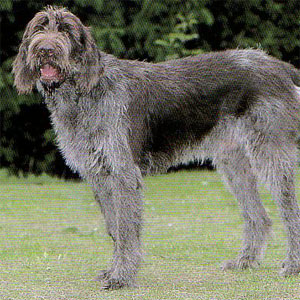 �X�s�m�[�l�C�^���A�[�m