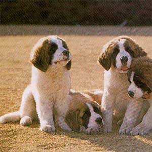 �Z���g�o�[�i�[�h