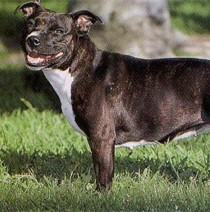 �X�^�b�t�H�[�h�V���[�u���e���A