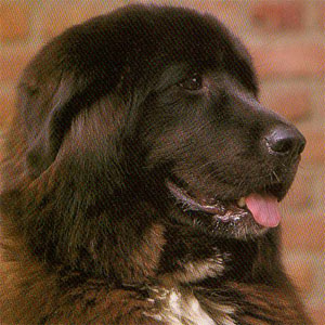 �`�x�^���}�X�e�B�t