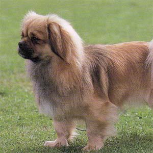 �`�x�^���X�p�j�G��